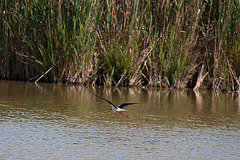 20110530 4482RTw [F] Stelzenläufer (Himantopus himantopus), Parc Ornithologique, Camargue