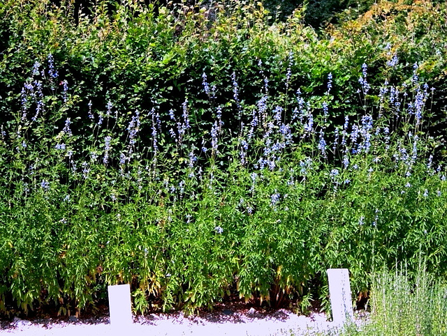 Salvia uliginosa -en arrière-plan
