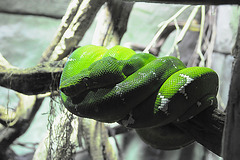 Grüner Knoten