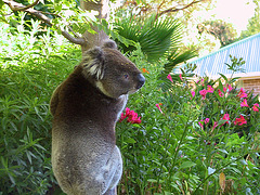 Koala in my garden