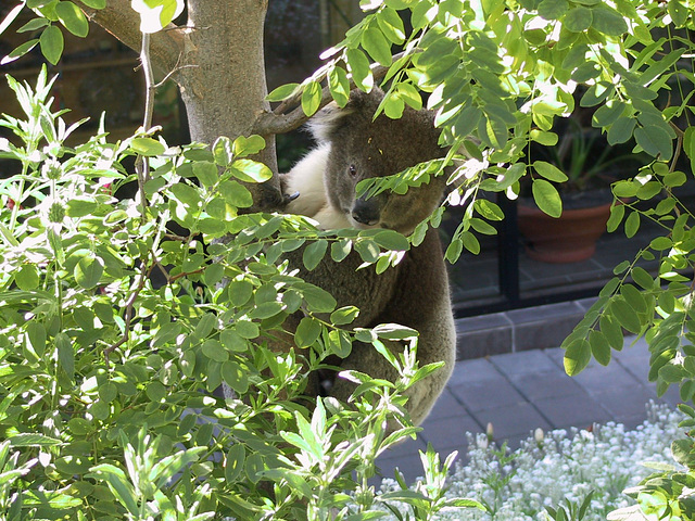 Koala in my garden