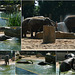 Zoo Dresden - Bad der Elefanten - Elefantbano