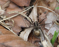 Pardosa Sp. femelle avec cocon