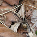 Pardosa Sp. femelle avec cocon