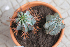 Euphorbia horrida (2)- striata et varieté inerme