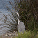 20110530 4446RTw [F] Graureiher, Parc Ornithologique, Camargue