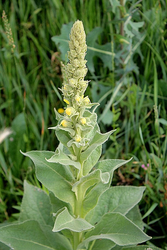 Verbascum thapsus Verbascum thapsus