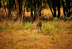 India. Wild tiger. Tigre sauvage