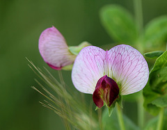 Pisum sativum- Pois des champs- ssp arvense