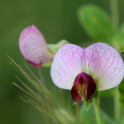 Pisum sativum- Pois des champs- ssp arvense