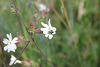 Silene latifolia - Compagnie blanc