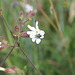 Silene latifolia - Compagnie blanc