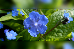 little blue flower ❀