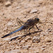20110530 4427RTw [F] Großer Blaupfeil (Orthetrum cancellatum), Libelle, Parc Ornithologique, Camargue