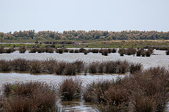 20110530 4422RTw [F] Sumpf, Parc Ornithologique, Camargue
