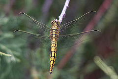 20110530 4415RTw [F] Libelle, Parc Ornithologique, Camargue