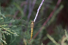 20110530 4414RTw [F] Libelle, Parc Ornithologique, Camargue