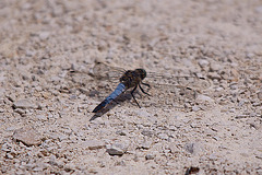 20110530 4407RTw [F] Großer Blaupfeil (Orthetrum cancellatum), Libelle, Parc Ornithologique, Camargue