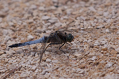 20110530 4405RTw [F] Großer Blaupfeil (Orthetrum cancellatum), Libelle, Parc Ornithologique, Camargue
