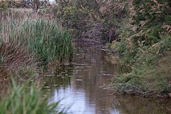 20110530 4400RTw [F] Sumpf, Schilfrohr, Parc Ornithologique, Camargue