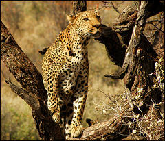 Léopard de Namibie