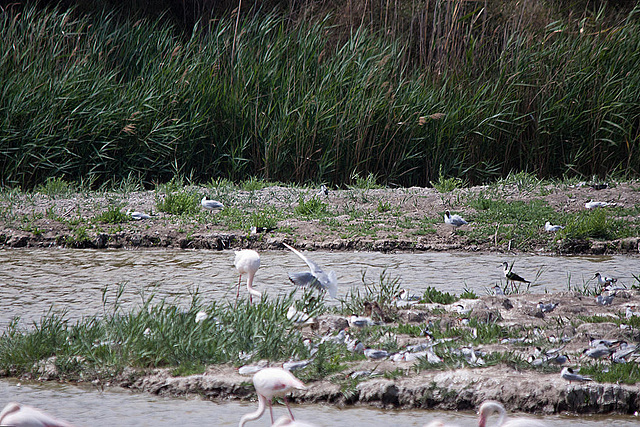 20110530 4364RTw [F] Flamingo (Phoenicopterus ruber), Stelzenläufer (Himantopus himantopus), Lachmöwen (Larus ridibundus), Zwergseeschwalbe (Stemula albifrons), Parc Ornithologique, Camargue