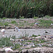 20110530 4363RTw [F] Flamingo (Phoenicopterus ruber), Stelzenläufer (Himantopus himantopus), Lachmöwen (Larus ridibundus), Zwergseeschwalbe (Stemula albifrons), Parc Ornithologique, Camargue