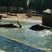 Zoo Dresden - Elefanten im Bad