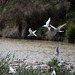 20110530 4349RTw [F] Zwergseeschwalbe, Lachmöwe, Parc Ornithologique, Camargue