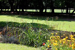 Carex pendula - Parc de Cébazat