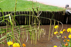 Carex pendula (2)
