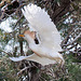 20110530 4333RTw [F] Kuhreiher, Parc Ornithologique, Camargue