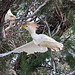 20110530 4332RTw [F] Kuhreiher, Parc Ornithologique, Camargue
