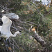 20110530 4330RTw [F] Seidenreiher, Kuhreiher, Parc Ornithologique, Camargue