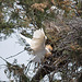 20110530 4328RTw [F] Kuhreiher, Parc Ornithologique, Camargue