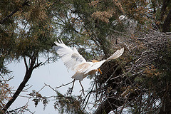20110530 4327RTw [F] Kuhreiher, Parc Ornithologique, Camargue