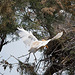 20110530 4327RTw [F] Kuhreiher, Parc Ornithologique, Camargue