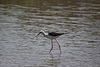 20110530 4325RTw [F] Stelzenläufer (Himantopus himantopus), Parc Ornithologique, Camargue