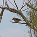 20110530 4321RTw [F] Haussperling, Parc Ornithologique, Camargue