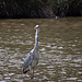 20110530 4319RTw [F] Graureiher, Parc Ornithologique, Camargue