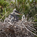 20110530 4317RTw [F] Graureiher [JV], Parc Ornithologique, Camargue