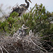 20110530 4316RTw [F] Graureiher [JV], Parc Ornithologique, Camargue