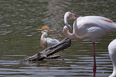 20110530 4315RTw [F] Kuhreiher (Bubulcus ibis), Rosaflamingo (Phoenicopterus roseus), Parc Ornithologique, Camargue