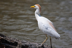 20110530 4314RTw [F] Kuhreiher (Bubulcus ibis), Parc Ornithologique, Camargue