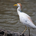 20110530 4314RTw [F] Kuhreiher (Bubulcus ibis), Parc Ornithologique, Camargue
