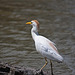 20110530 4313RTw [F] Kuhreiher (Bubulcus ibis), Parc Ornithologique, Camargue