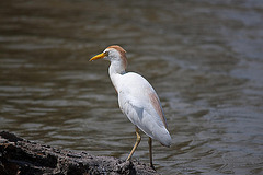 20110530 4312RTw [F] Kuhreiher (Bubulcus ibis), Parc Ornithologique, Camargue