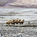 Bactrian camels, High Pamirs, China
