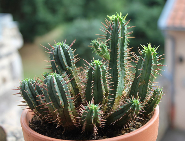 Euphorbia ferox 2