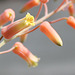 Aloe X (Aloe descoingsii x rauhii probable)